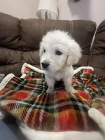 Lucky, a male English Cream Golden Retriever for sale in Jonesboro, AR – Photo 2 of 3