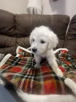Lucky, a male English Cream Golden Retriever for sale in Jonesboro, AR – Photo 1 of 3
