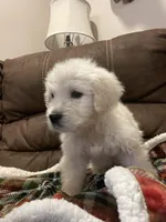 Lucky, a male English Cream Golden Retriever for sale in Jonesboro, AR – Photo 3 of 3