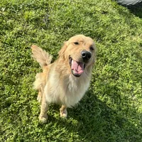 Sandy, a female Golden Retriever for sale in Jonesboro, AR – Photo 1 of 3