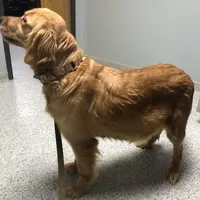 Sandy, a female Golden Retriever for sale in Jonesboro, AR – Photo 2 of 3