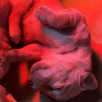 Sandy, a female Golden Retriever for sale in Jonesboro, AR – Photo 3 of 3