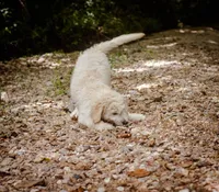 Chance, a male Goldendoodle for sale in Jonesboro, AR – Photo 2 of 2