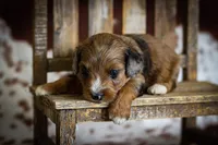 Callie’s puppies, a female Miniature Aussiedoodle for sale in Jonesboro, AR – Photo 3 of 10