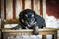 Callie’s puppies, a female Miniature Aussiedoodle for sale in Jonesboro, AR – Photo 10 of 10