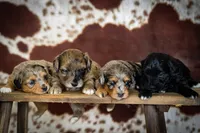 Callie’s puppies, a female Miniature Aussiedoodle for sale in Jonesboro, AR – Photo 2 of 10