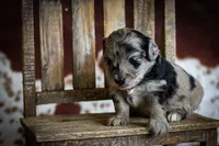 Callie’s puppies, a female Miniature Aussiedoodle for sale in Jonesboro, AR – Photo 5 of 10