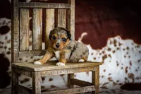 Callie’s puppies, a female Miniature Aussiedoodle for sale in Jonesboro, AR – Photo 8 of 10