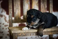 Callie’s puppies, a female Miniature Aussiedoodle for sale in Jonesboro, AR – Photo 4 of 10