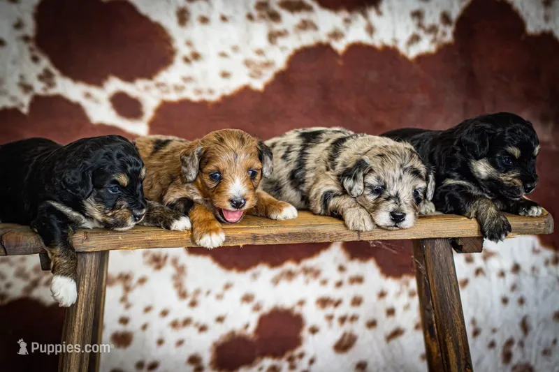 Callie’s puppies, a female Miniature Aussiedoodle for sale in Jonesboro, AR – Photo 1 of 10