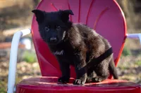 Gins litter B, a female German Shepherd Dog for sale in Jonesboro, AR – Photo 1 of 4