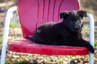 Gins litter B, a female German Shepherd Dog for sale in Jonesboro, AR – Photo 2 of 4