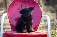 Gins litter B, a female German Shepherd Dog for sale in Jonesboro, AR – Photo 3 of 4