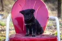 Gins litter B, a female German Shepherd Dog for sale in Jonesboro, AR – Photo 4 of 4