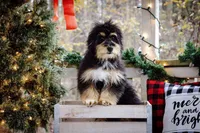 Tucker, a male Miniature Aussiedoodle for sale in Jonesboro, AR – Photo 1 of 2