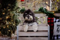 Tucker, a male Miniature Aussiedoodle for sale in Jonesboro, AR – Photo 2 of 2