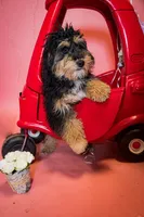 Snickers, a male Miniature Aussiedoodle for sale in Jonesboro, AR – Photo 2 of 2