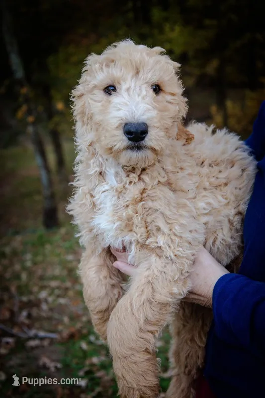 Tucker, a male Goldendoodle for sale in Jonesboro, AR – Photo 1 of 2