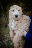 Tucker, a male Goldendoodle for sale in Jonesboro, AR – Photo 1 of 2