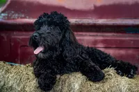 Oscar, a male Miniature Aussiedoodle for sale in Jonesboro, AR – Photo 1 of 2