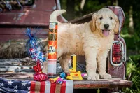 Tucker, a male Goldendoodle for sale in Jonesboro, AR – Photo 1 of 2