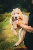 Tucker, a male Goldendoodle for sale in Jonesboro, AR – Photo 2 of 2