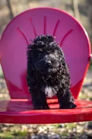 Molly litter A, a male Miniature Aussiedoodle for sale in Jonesboro, AR – Photo 3 of 4