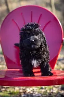 Molly litter A, a male Miniature Aussiedoodle for sale in Jonesboro, AR – Photo 2 of 4