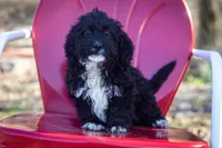 Molly litter A, a male Miniature Aussiedoodle for sale in Jonesboro, AR – Photo 1 of 4