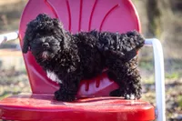 Molly litter A, a male Miniature Aussiedoodle for sale in Jonesboro, AR – Photo 4 of 4