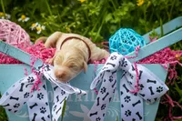 Blonde B, a male Goldendoodle for sale in Jonesboro, AR – Photo 6 of 6