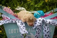 Blonde B, a male Goldendoodle for sale in Jonesboro, AR – Photo 1 of 6