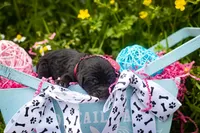 Blonde B, a male Goldendoodle for sale in Jonesboro, AR – Photo 2 of 6