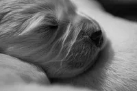 Cosmo, a male Golden Retriever for sale in Jonesboro, AR – Photo 5 of 5