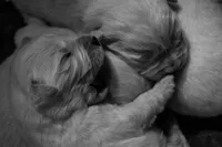 Cosmo, a male Golden Retriever for sale in Jonesboro, AR – Photo 2 of 5