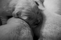 Cosmo, a male Golden Retriever for sale in Jonesboro, AR – Photo 3 of 5