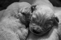 Cosmo, a male Golden Retriever for sale in Jonesboro, AR – Photo 4 of 5