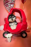 Tucker, a male Miniature Aussiedoodle for sale in Jonesboro, AR – Photo 1 of 2