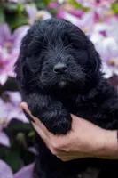 Blonde litter B, a male Goldendoodle for sale in Jonesboro, AR – Photo 1 of 4