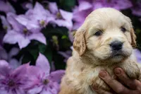 Blonde litter B, a male Goldendoodle for sale in Jonesboro, AR – Photo 2 of 4