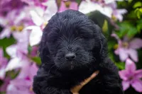 Blonde litter B, a male Goldendoodle for sale in Jonesboro, AR – Photo 3 of 4