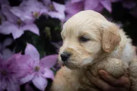 Blonde litter B, a male Goldendoodle for sale in Jonesboro, AR – Photo 4 of 4