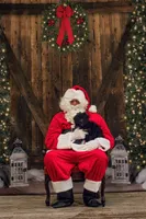 Callie’s puppies, a male Miniature Aussiedoodle for sale in Jonesboro, AR – Photo 3 of 3