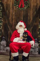 Callie’s puppies, a male Miniature Aussiedoodle for sale in Jonesboro, AR – Photo 1 of 3