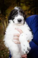 Charles, a male Goldendoodle for sale in Jonesboro, AR – Photo 1 of 3