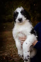 Charles, a male Goldendoodle for sale in Jonesboro, AR – Photo 2 of 3