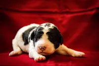 Pari, a male Goldendoodle for sale in Jonesboro, AR – Photo 2 of 9