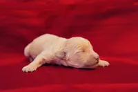 Pari, a male Goldendoodle for sale in Jonesboro, AR – Photo 6 of 9