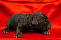 Pari, a male Goldendoodle for sale in Jonesboro, AR – Photo 9 of 9