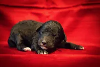 Pari, a male Goldendoodle for sale in Jonesboro, AR – Photo 4 of 9